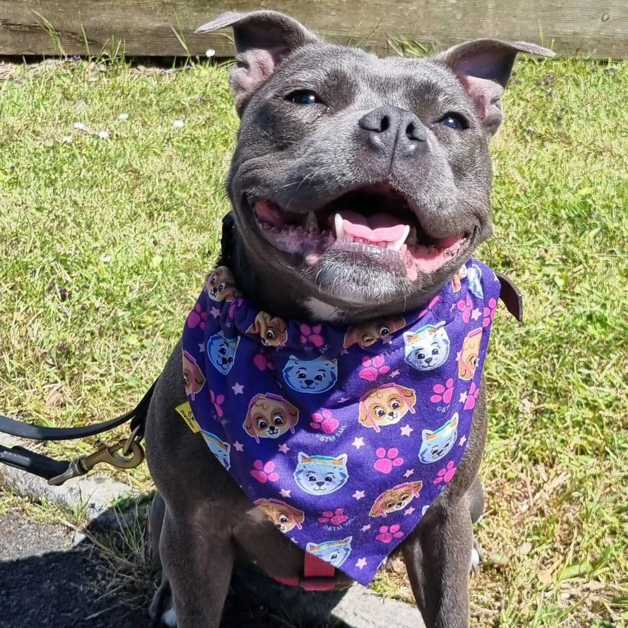 PAW Patrol Dog Bandana - Purple - Image 3